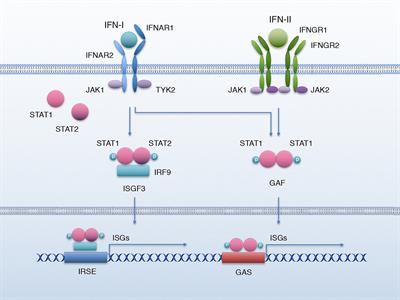 The Interactions Between Cancer Stem Cells and the Innate Interferon Signaling Pathway